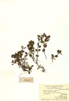 藏品(塔花(光風輪))的圖片